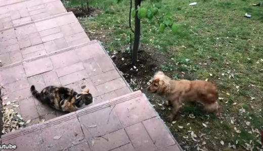 【強い…】隣の犬から庭を守る猫たち「絶対入れさせないニャンよー！」