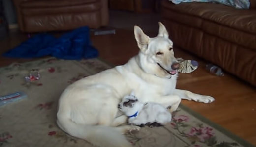 【癒される～！】犬が子ヤギを寝かしつける「この子は私が守るの！」