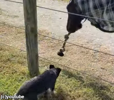 【ほっこり】オーストラリアの牧場よりお届け！犬と馬が綱引きをして遊ぶ
