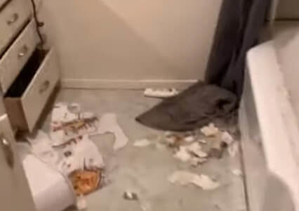 2匹の愛犬にバスルームを荒らされる…飼い主が怒れない理由とは？