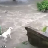 【大ピンチ】愛犬が川に流されてしまった！飼い主がとった行動とは…？