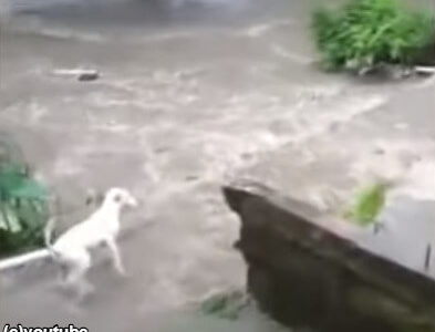 【大ピンチ】愛犬が川に流されてしまった！飼い主がとった行動とは…？