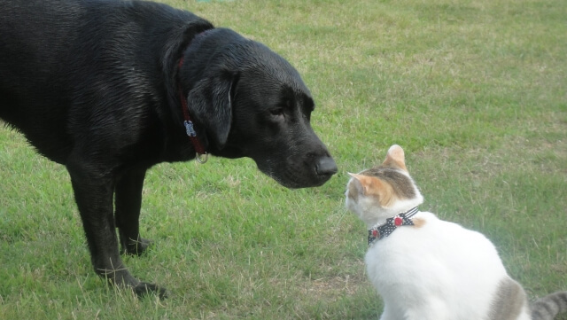 「犬と猫を仲良くさせる方法」が発見される（英・リンカーン大研究）。フェロモン製品が効果的