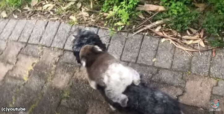 オーストラリアならではのほっこり動画！愛犬の背中にピタッとくっつく1匹の小さな動物