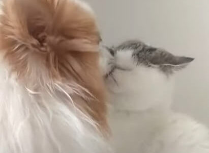 【相棒猫のことが好きすぎる】小型犬の愛情表現で顔を舐められすぎて、ネコの顔がなくなっちゃいそう