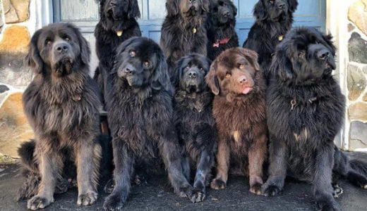 【感動ストーリー】母の意志を受け継ぎアメリカで9匹のセラピー犬を育てる女性のおはなし