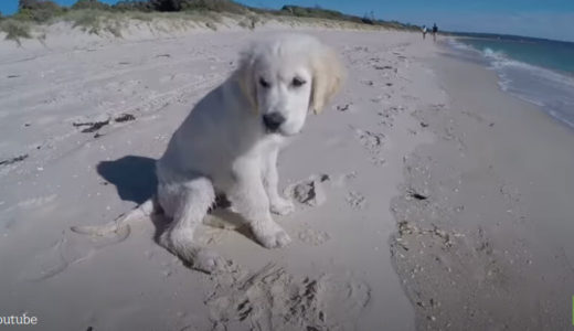 【波VS子犬】白い砂浜を青い海！ここを舞台に波と子犬によるギリギリの戦いがはじまった