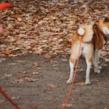 【海外ニュース】ドイツで犬の散歩が法律で1日2回1時間以上の義務づけに