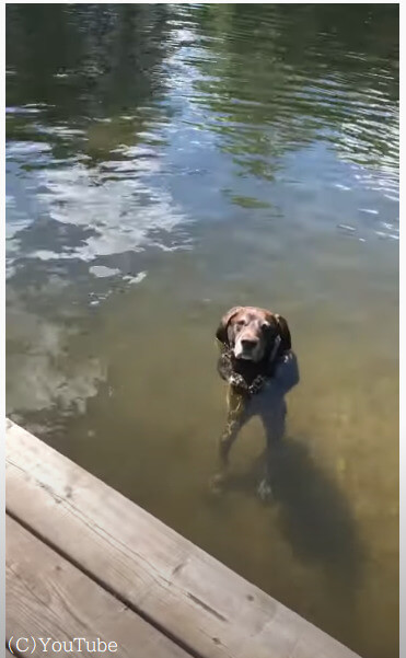 【まるで人面犬】湖みずうみの中から飼い主におねだりする犬が人間みたいと話題