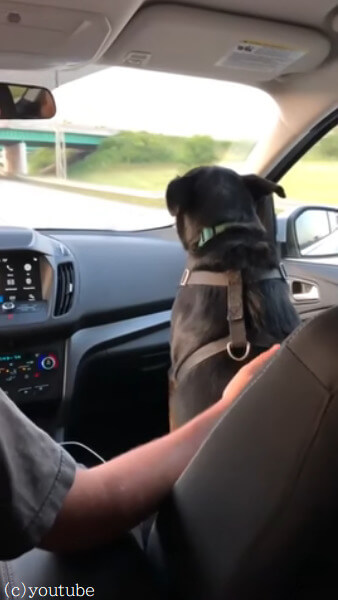 車内なのに橋をくぐる犬が可愛らしい！？犬の本心はちょっと違うかもしれない