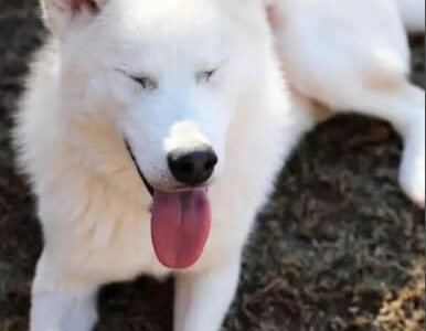 【虐待禁止】虐待されたハスキー犬が、保護され3ヶ月後に美しい毛並みに戻った一例を紹介