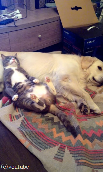 【バレたにゃん！】犬のお腹を枕にくつろいでた猫と枕にされてた犬のバトル勃発！？
