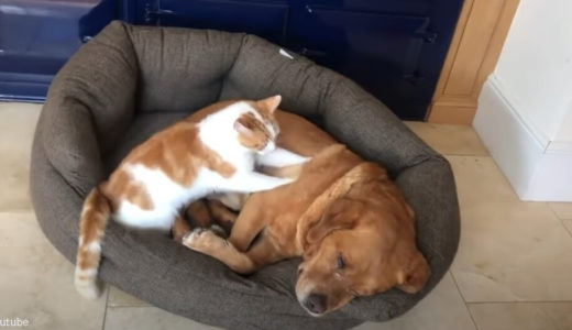 【犬は熟睡、猫はモミモミ】猫のマッサージ屋さんの腕前に、すっかりリラックスした犬は夢の中へ