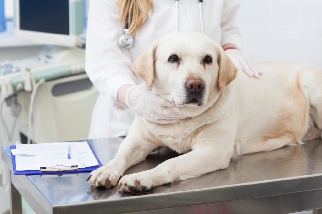 【犬の献血】動物病院でドナー犬になる時の献血量や血液型やリスクについて説明