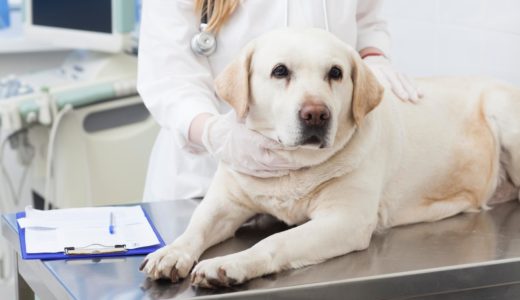【犬の献血】動物病院でドナー犬になる時の献血量や血液型やリスクについて説明