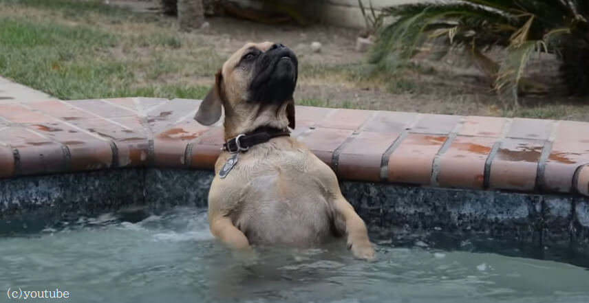 【いい湯だな～♪】犬も人間みたいにお風呂が気持ちいいとつい声がでちゃうらしい