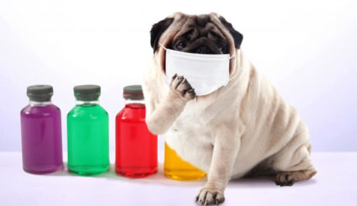 犬や猫にマスクは必要なのか？ペットを新型コロナウイルスから守るために知っておきたいこと