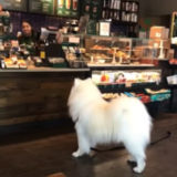 【コーヒー屋さんに並ぶ犬】「コーヒーください！」ちゃんと並んでコーヒーを注文する礼儀正しい犬がいた