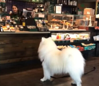 【コーヒー屋さんに並ぶ犬】「コーヒーください！」ちゃんと並んでコーヒーを注文する礼儀正しい犬がいた