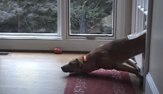 【小型犬用のドギードアに詰まる大型犬】ボクも通れるはず！と必死さがひしひしと伝わる動画