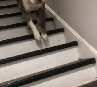 【階段も遊び場！】普通に階段を下りない犬の様子がリズミカルで一緒に頷いちゃいそう