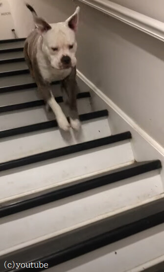 【階段も遊び場！】普通に階段を下りない犬の様子がリズミカルで一緒に頷いちゃいそう