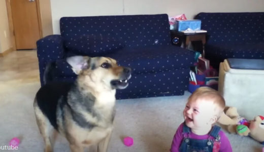 【追いかけてパクッ】シャボン玉に夢中な犬とそれを見て笑いが止まらない赤ちゃんのほっこり動画