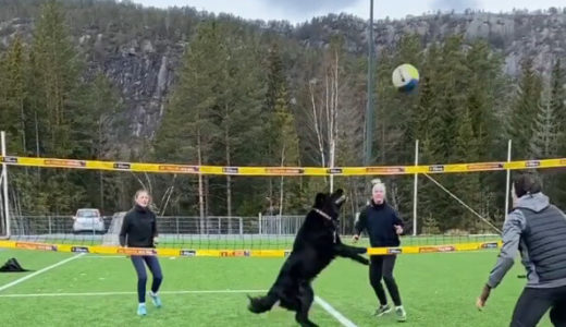 【オリンピックも目指せる？】飼い主と一緒にバレーボールを楽しむ「世界一トスが上手な犬」