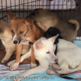 静岡で保護犬達のドッグラン建設計画のための応援を「NPO法人その小さないのち守りたいプロジェクト」が募集中