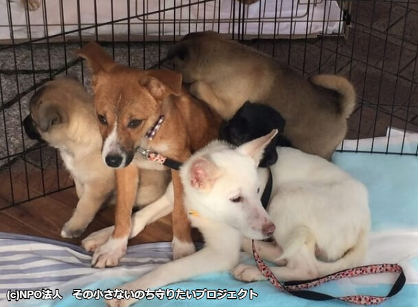 静岡で保護犬達のドッグラン建設計画のための応援を「NPO法人その小さないのち守りたいプロジェクト」が募集中