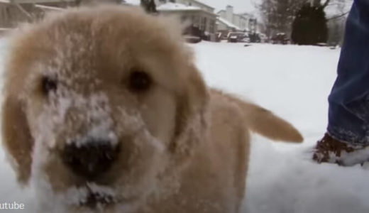 【寒いのなんてへっちゃらの子犬】顔じゅう雪まみれでも元気いっぱいに雪の中を走り回る