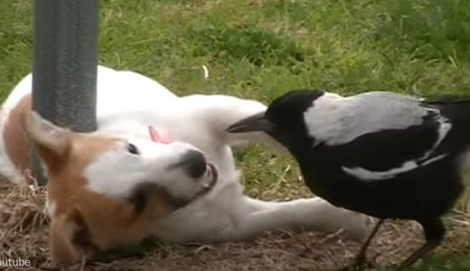 【元気いっぱいな子犬の友達は鳥】芝生の上で戯れる子犬と鳥の様子がおとぎ話みたい