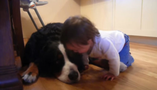 小さな赤ちゃんと大きな犬のほんわか動画【二人はかけがえのない家族】