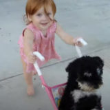 【おままごとに付き合うワンコ】小さなママが小さな犬をお散歩させてるほのぼの動画