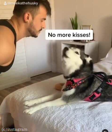 【ご主人のキスが嫌なハスキー犬】飼い主さんのおねだりを断固拒否し続けるのはなんで？
