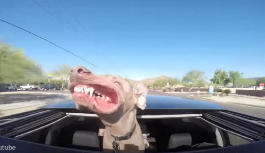 【風が気持ちいい！】ドライブ中に風を浴びて顔がダルンダルンにたなびく犬