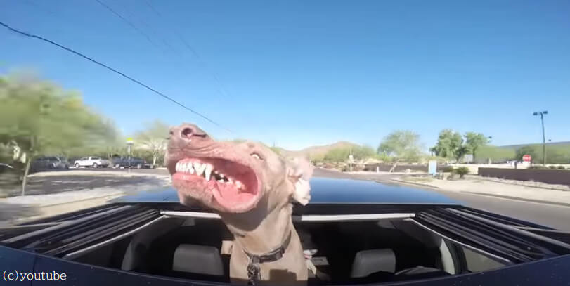 【風が気持ちいい！】ドライブ中に風を浴びて顔がダルンダルンにたなびく犬