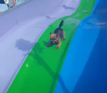 【滑るの楽しい！】自力で階段を昇ってウォータースライダーを楽しむ小型犬