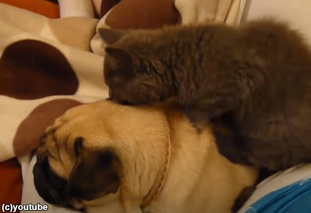【犬のリラックスタイム】子猫にマッサージをされるパグ、気持ちよすぎてイビキをかいて寝る…